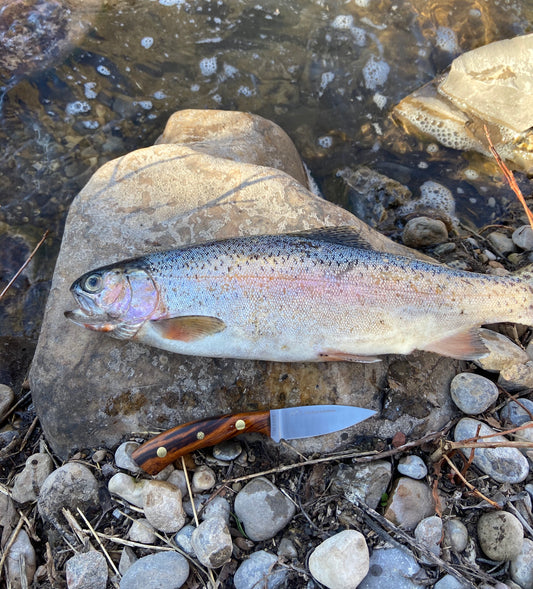 A Field Day with the New Bird & Trout