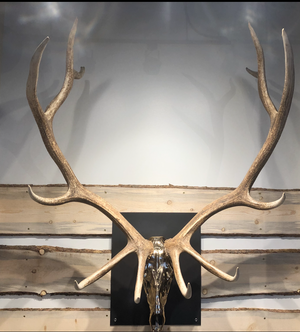 Bronze Elk Mount 6 x 6 (Denver)